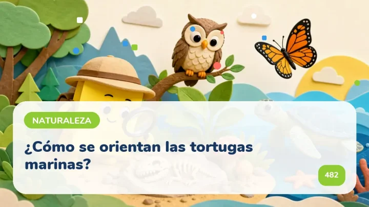 ¿Cómo se orientan las tortugas marinas?