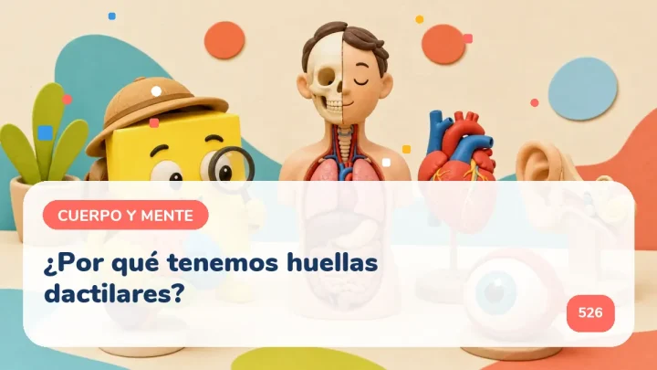 ¿Por qué tenemos huellas dactilares?