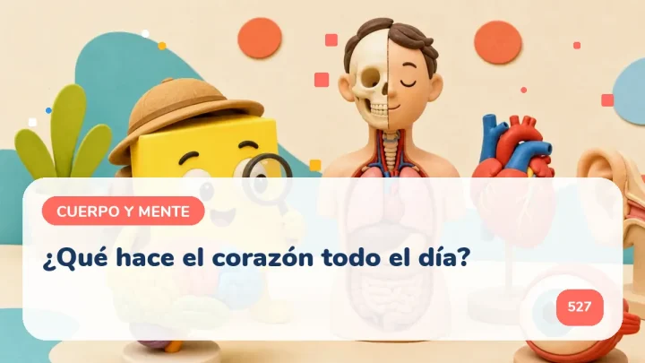 ¿Qué hace el corazón todo el día?