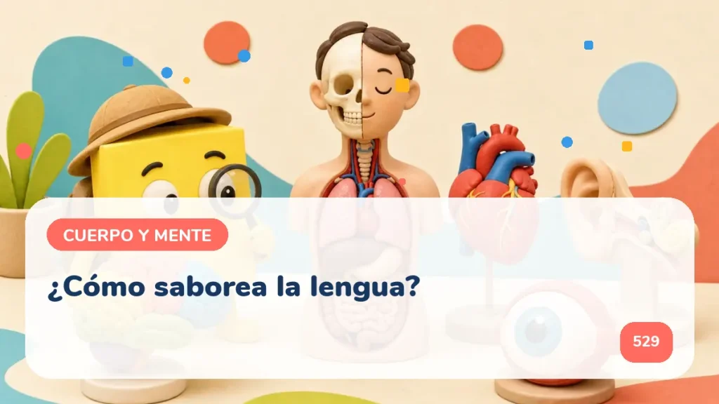 ¿Cómo saborea la lengua?