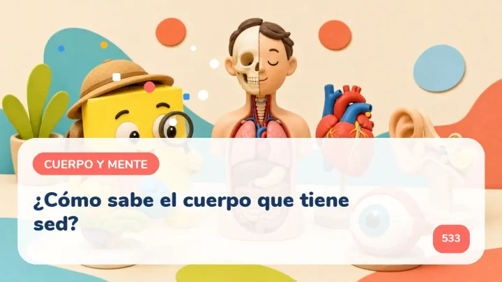¿Cómo sabe el cuerpo que tiene sed?