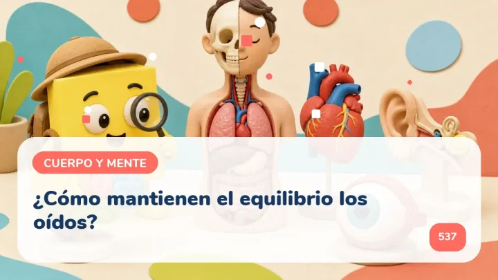 ¿Cómo mantienen el equilibrio los oídos?